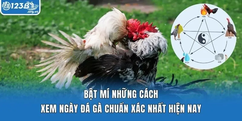 Bật mí những cách xem ngày đá gà chuẩn xác nhất hiện nay