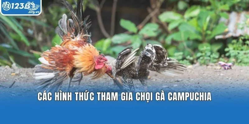 Các hình thức tham gia chọi gà Campuchia