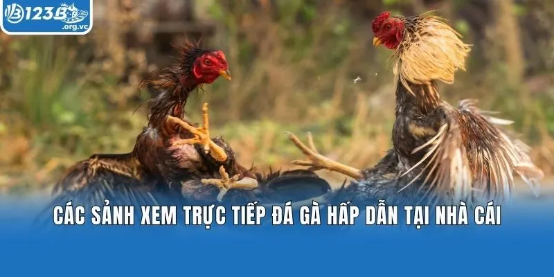 Các sảnh xem trực tiếp đá gà hấp dẫn tại nhà cái