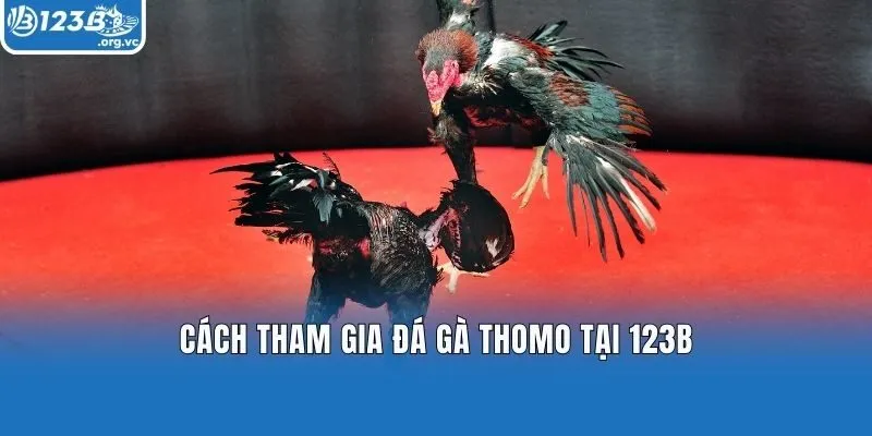 Cách tham gia đá gà Thomo tại 123b