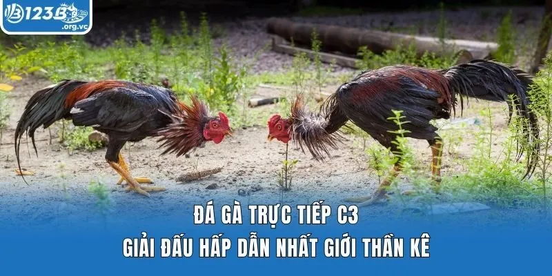 Đá Gà Trực Tiếp C3 - Giải Đấu Hấp Dẫn Nhất Giới Thần Kê 