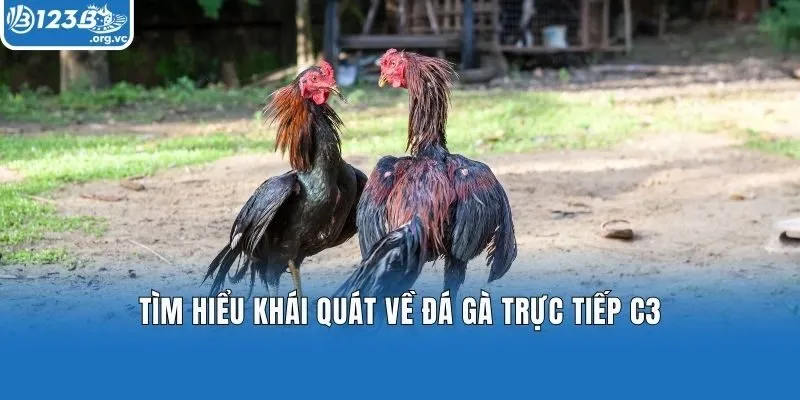 Tìm hiểu khái quát về đá gà trực tiếp C3
