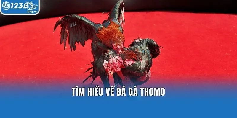 Tìm hiểu về đá gà Thomo