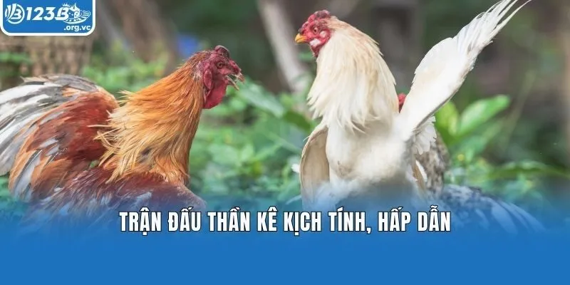 Trận đấu thần kê kịch tính, hấp dẫn