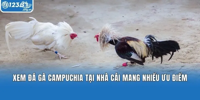 Xem đá gà Campuchia tại nhà cái mang nhiều ưu điểm